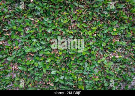 Pianta di foglia di edera verde che copre un muro di cemento Foto Stock
