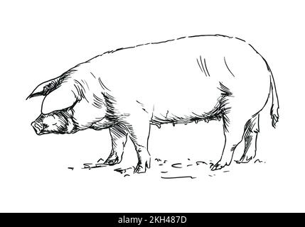 maiale - animale di fattoria, disegno a mano illustrazione Illustrazione Vettoriale