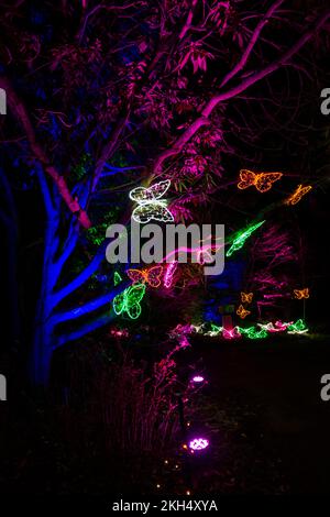 Romsey, Hampshire, Regno Unito. 23rd novembre 2022. Anteprima serata di Light Up Trails presso Sir Harold Hillier Gardens a Romsey, che si apre domani con un'esperienza coinvolgente di un chilometro e mezzo creata da Light Up Trails. Rinomati in tutto il mondo per le sue collezioni di alberi e piante rare, i magnifici giardini sono visti in una nuova luce eccitante questo Natale mentre la premiata attrazione per i visitatori apre le sue porte dopo il tramonto per una speciale nuova esperienza assolutamente bella con le luci che accentuano il paesaggio, come non sono mai stati visti prima. Flutter. Credit: Carolyn Jenkins/Alamy Live News Foto Stock