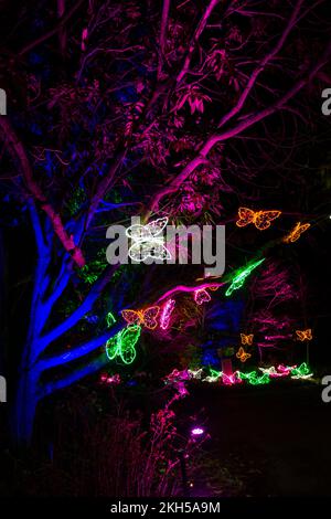 Romsey, Hampshire, Regno Unito. 23rd novembre 2022. Anteprima serata di Light Up Trails presso Sir Harold Hillier Gardens a Romsey, che si apre domani con un'esperienza coinvolgente di un chilometro e mezzo creata da Light Up Trails. Rinomati in tutto il mondo per le sue collezioni di alberi e piante rare, i magnifici giardini sono visti in una nuova luce eccitante questo Natale mentre la premiata attrazione per i visitatori apre le sue porte dopo il tramonto per una speciale nuova esperienza assolutamente bella con le luci che accentuano il paesaggio, come non sono mai stati visti prima. Flutter. Credit: Carolyn Jenkins/Alamy Live News Foto Stock