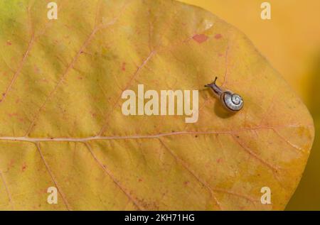 Una piccola e giovane lumaca striscia su una foglia gialla in autunno. Si può vedere il guscio della lumaca. C'è spazio per il testo Foto Stock