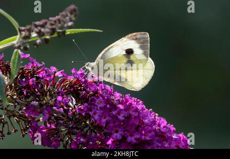 Farfalla bianca grande (Pieris brassicae), Cheshire, Inghilterra, Regno Unito Foto Stock