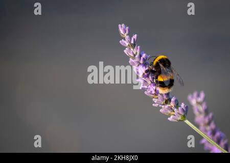 Bomble Bee (Bombus) sulla lavanda in estate, Cheshire, Inghilterra, Regno Unito Foto Stock
