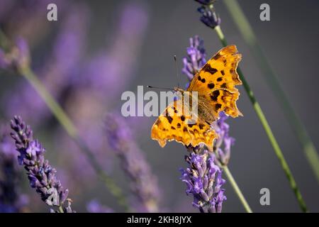 Comma Butterfly (Polygonia c-album) su Lavanda (Lavandula), Cheshire, Inghilterra, Regno Unito Foto Stock