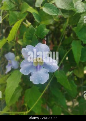 girasole strisciante fiore di vite grandiflora Foto Stock