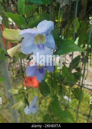 girasole strisciante fiore di vite grandiflora Foto Stock