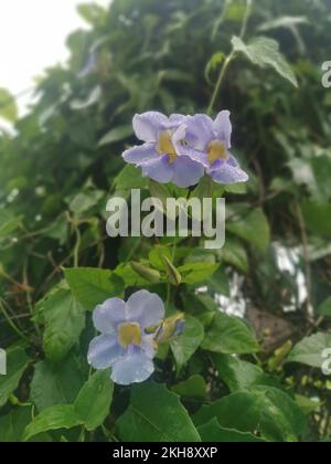 girasole strisciante fiore di vite grandiflora Foto Stock