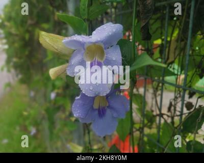 girasole strisciante fiore di vite grandiflora Foto Stock