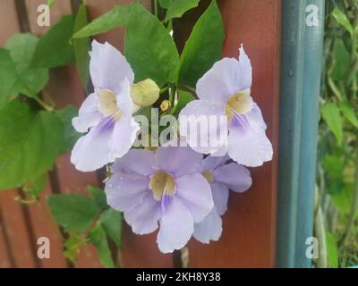 girasole strisciante fiore di vite grandiflora Foto Stock