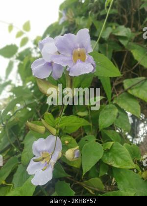 girasole strisciante fiore di vite grandiflora Foto Stock