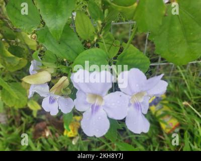 girasole strisciante fiore di vite grandiflora Foto Stock