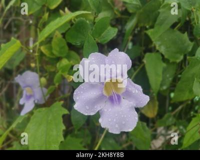 girasole strisciante fiore di vite grandiflora Foto Stock