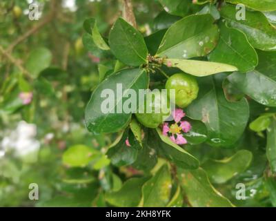 la pianta di malgighia glabra selvatica porta i frutti. Foto Stock