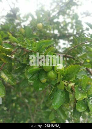 la pianta di malgighia glabra selvatica porta i frutti. Foto Stock