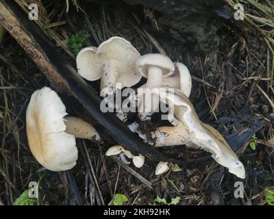 grandi funghi bianchi selvatici di leucopax sul terreno Foto Stock