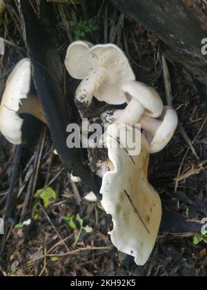 grandi funghi bianchi selvatici di leucopax sul terreno Foto Stock