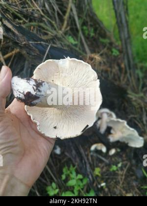 grandi funghi bianchi selvatici di leucopax sul terreno Foto Stock