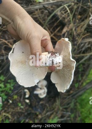 grandi funghi bianchi selvatici di leucopax sul terreno Foto Stock