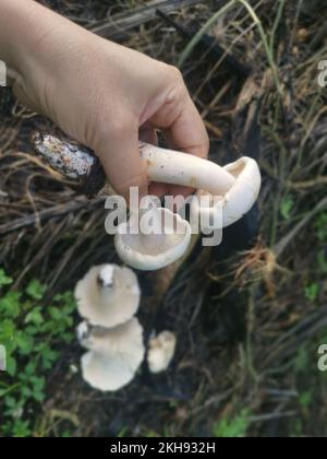 grandi funghi bianchi selvatici di leucopax sul terreno Foto Stock