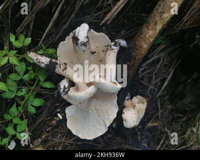 grandi funghi bianchi selvatici di leucopax sul terreno Foto Stock