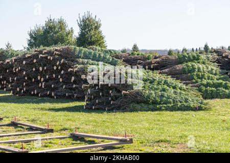 Alberi di Natale appena tagliati pronti per essere decorati al Christmas Tree Farm Foto Stock