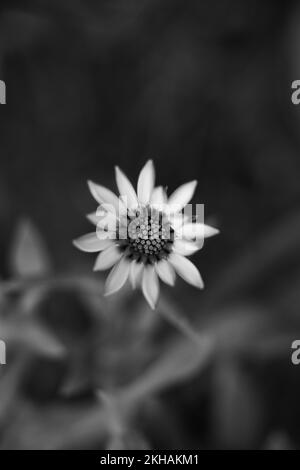 I fiori sono un modo fantastico per connettersi con gli altri, portando sorrisi e sole nella vostra vita. Foto Stock