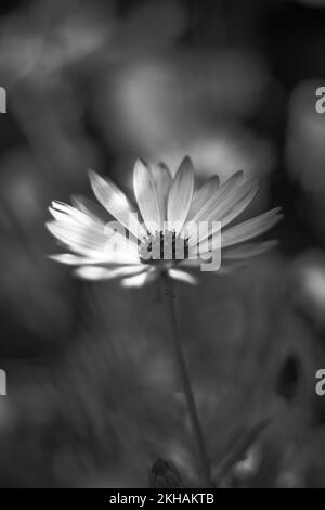 I fiori sono un modo fantastico per connettersi con gli altri, portando sorrisi e sole nella vostra vita. Foto Stock