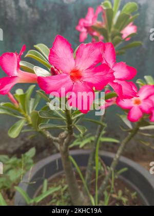 rosa deserto o fiori di piante di adenium obesum, piante di casa ornamentali rosa e rosso a crescita lenta con sfondo sfocato, fuoco selettivo Foto Stock