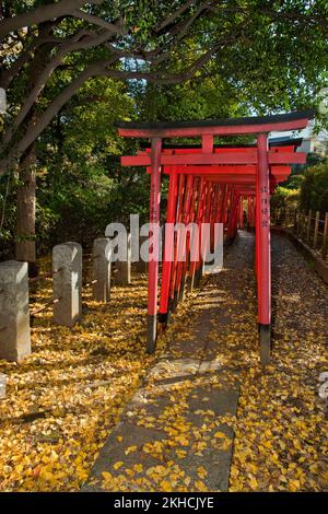 Torii Gates Nezu Shrine Tokyo Japan 5 Foto Stock