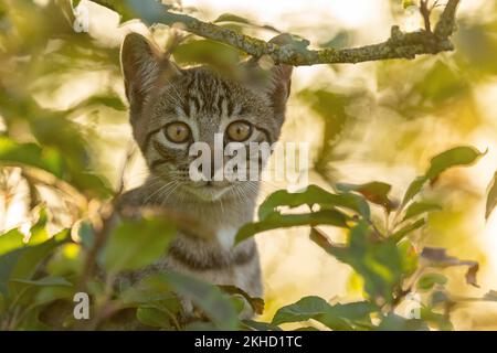 Gatto domestico europeo, retroilluminato in un albero, tabby marrone-nero, gattino fotografato nel giardino, Canton Berna Svizzera Foto Stock