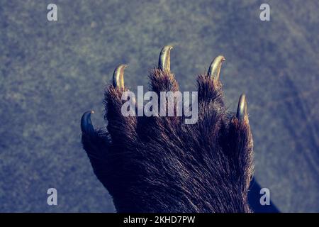Black Bear zampa con artigli affilati in vista Foto Stock