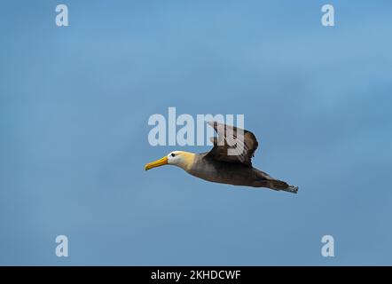 Le Galapagos sventolavano Albatross (Phoebastria irrorata), l'isola di Espanola, il parco nazionale delle Galapagos, Ecuador. Foto Stock