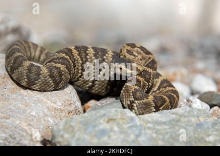 Rattlesnake giovane dalla coda nera (Crotalus molossus) con pancia completa Foto Stock