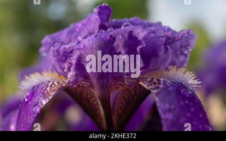 Gocce di rugiada su un fiore viola iris su un letto di fiori della città. Foto Stock