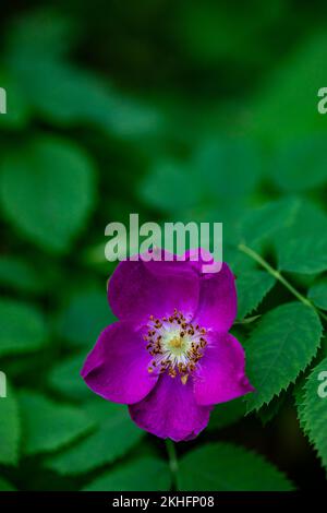 Rosa pendulina fiore crescere in montagna, primo piano Foto Stock