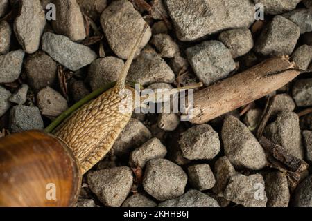 Una lumaca di primo piano che striscia sulle rocce Foto Stock