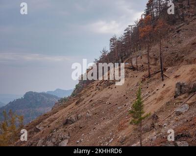 Dal 28° luglio 2021 la Turchia sta combattendo gli incendi boschivi. Foreste a Manavgat dopo il fuoco del 2021. Lavori per rimuovere gli alberi bruciati dalle montagne toro della regione di Antalya, Turchia dopo l'incendio della foresta Foto Stock