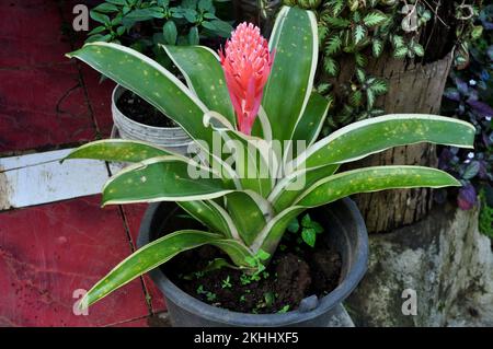 Primo piano della pianta di Billbergia piramidalis con fiore in giardino Foto Stock