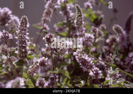 Mentha piperita fiore viola. Menta piperita. Pianta ibrida verde menta con fiori viola in giardino Foto Stock