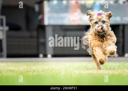 Un cane Havanese (Canis lupus familiaris) con un arco viola che corre sull'erba con un volto divertente Foto Stock
