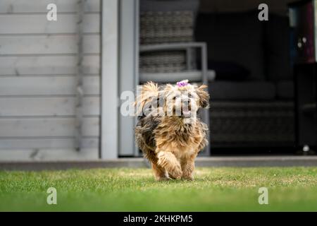 Un cane Havanese (Canis lupus familiaris) con un arco viola che corre sull'erba con un volto divertente Foto Stock