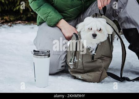Cura degli animali domestici nella stagione fredda invernale. Donna felice e cane maltese in zaino a piedi, divertirsi e bere tè caldo all'aperto in inverno neve parco natura Foto Stock