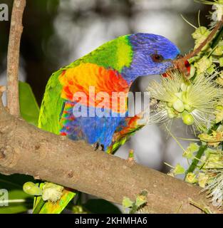 Spettacolare pappagallo australiano, arcobaleno lorikeet, Trichoglossus moluccanu, nutrirsi di fiori di Barringtonia calyptrata, Cassowary Pine, nel parco cittadino Foto Stock