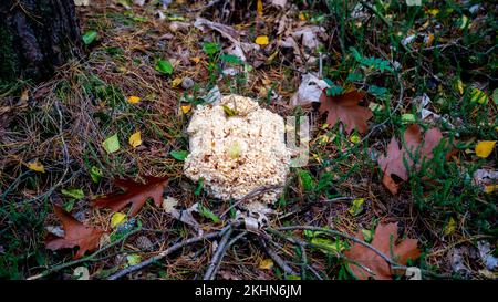 Primo piano del fungo del cavolfiore (Sparassis crispa) Foto Stock
