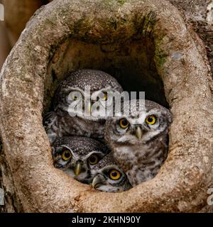 ADORABILI immagini di una famiglia di gufi macchiati che si coccolano l'una con l'altra sono state catturate a Mysore, Karnataka, India. Le immagini mostrano i fratelli gufi cuddli Foto Stock