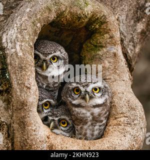 ADORABILI immagini di una famiglia di gufi macchiati che si coccolano l'una con l'altra sono state catturate a Mysore, Karnataka, India. Le immagini mostrano i fratelli gufi cuddli Foto Stock