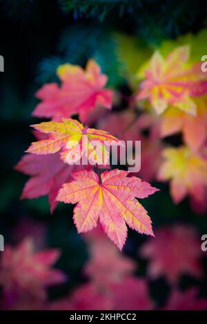 Uno scatto verticale delle foglie di acero di Siebold nei bei colori autunnali - grande per le carte da parati Foto Stock
