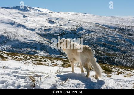 il cane golden retriever sulla cima di una montagna innevata guarda in lontananza, sullo sfondo del cielo e sulle montagne innevate Foto Stock