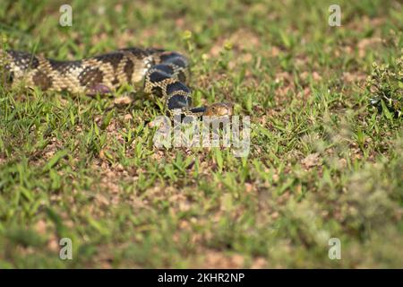 serpente scivolando a terra Foto Stock