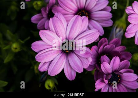 Una vista dall'alto della vibrante Cape marguerites su uno sfondo naturale sfocato Foto Stock